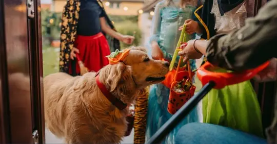 Un dueño de perro manteniendo a su mascota tranquila y segura durante Halloween en Georgia